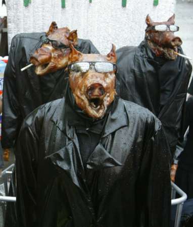 matrix-pigs