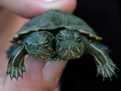 http://extremecatholic.blogspot.com/images/two-headed-turtle.jpg